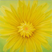718
1620mm x 1620mm    2006