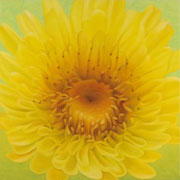 722
1620mm x 1620mm    2006