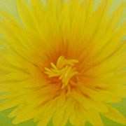 746
333mm x 333mm    2007