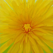 748
333mm x 333mm    2007