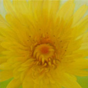 752
333mm x 333mm    2007