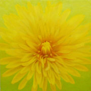 753
333mm x 333mm    2007