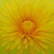 755
333mm x 333mm    2007