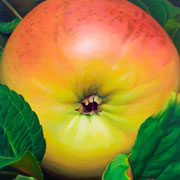 784
1620mm x 1620mm    2008