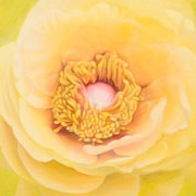 799
333mm x 333mm    2009