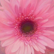 802
333mm x 333mm    2009