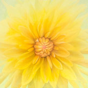 803
606mm x 606mm    2009